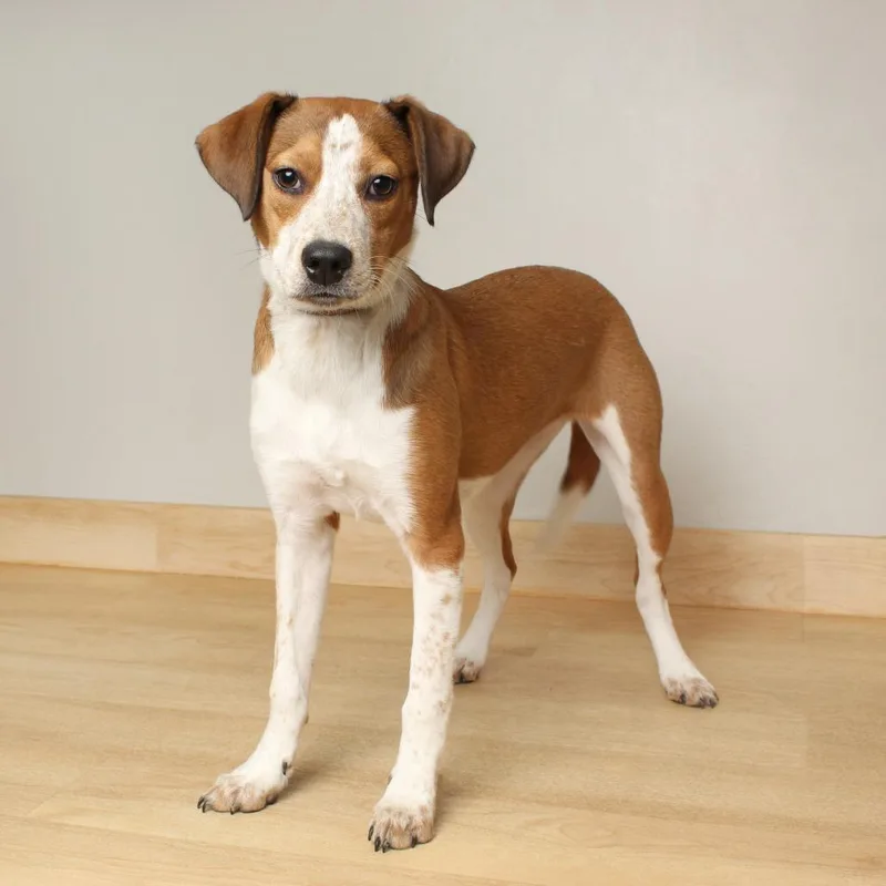 Sleighbell Spectacle D thumbnail 4