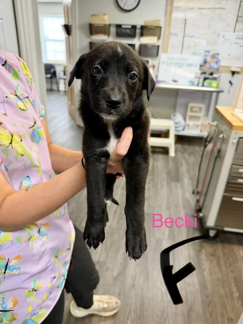 A baby medium-sized female Retriever dog named B litter Beck for adoption in Semmes, AL
