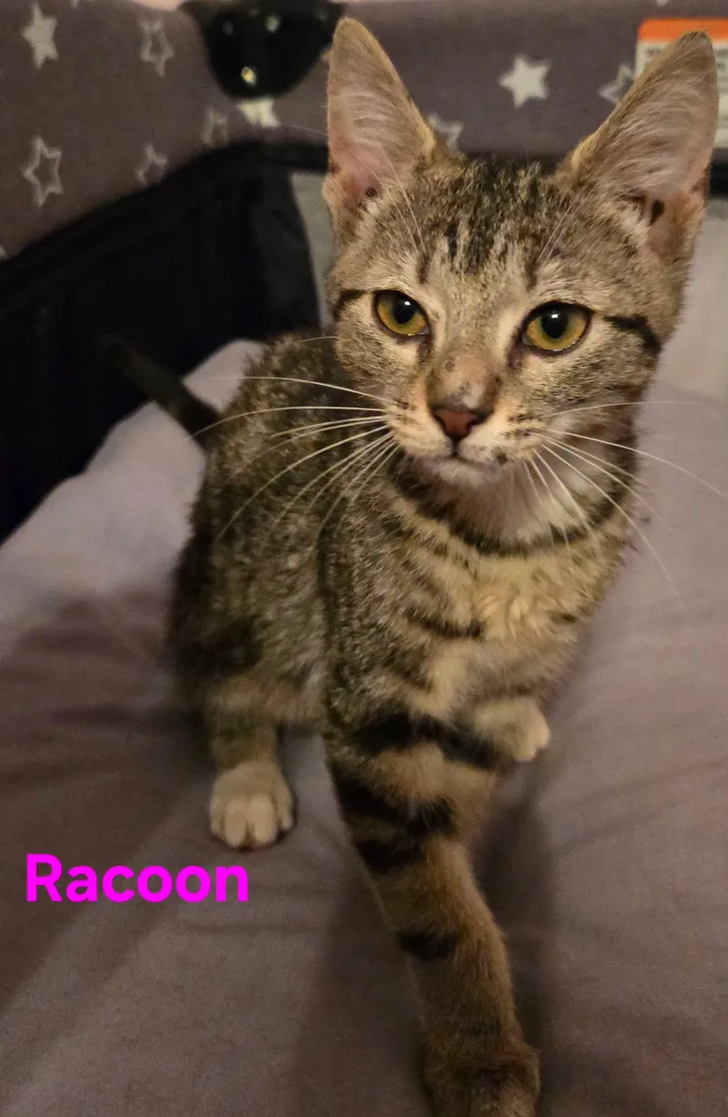 A young medium-sized female Tabby (Tiger Striped) American Shorthair cat named Raccoon for adoption in Elgin, SC