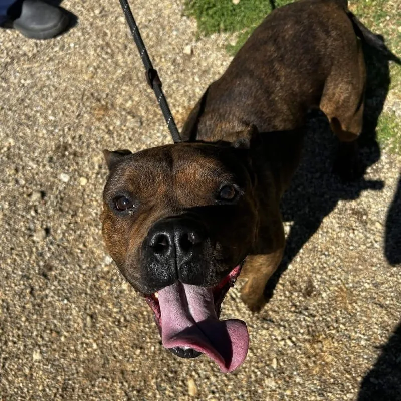 An adult large-sized female Black American Staffordshire Terrier dog named Vivian for adoption in Greenville, SC