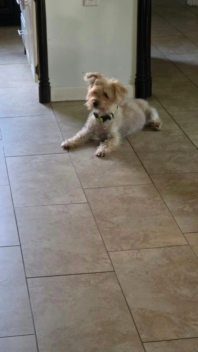 An adult small-sized male Yorkshire Terrier dog named Snickers for adoption in Garland, TX
