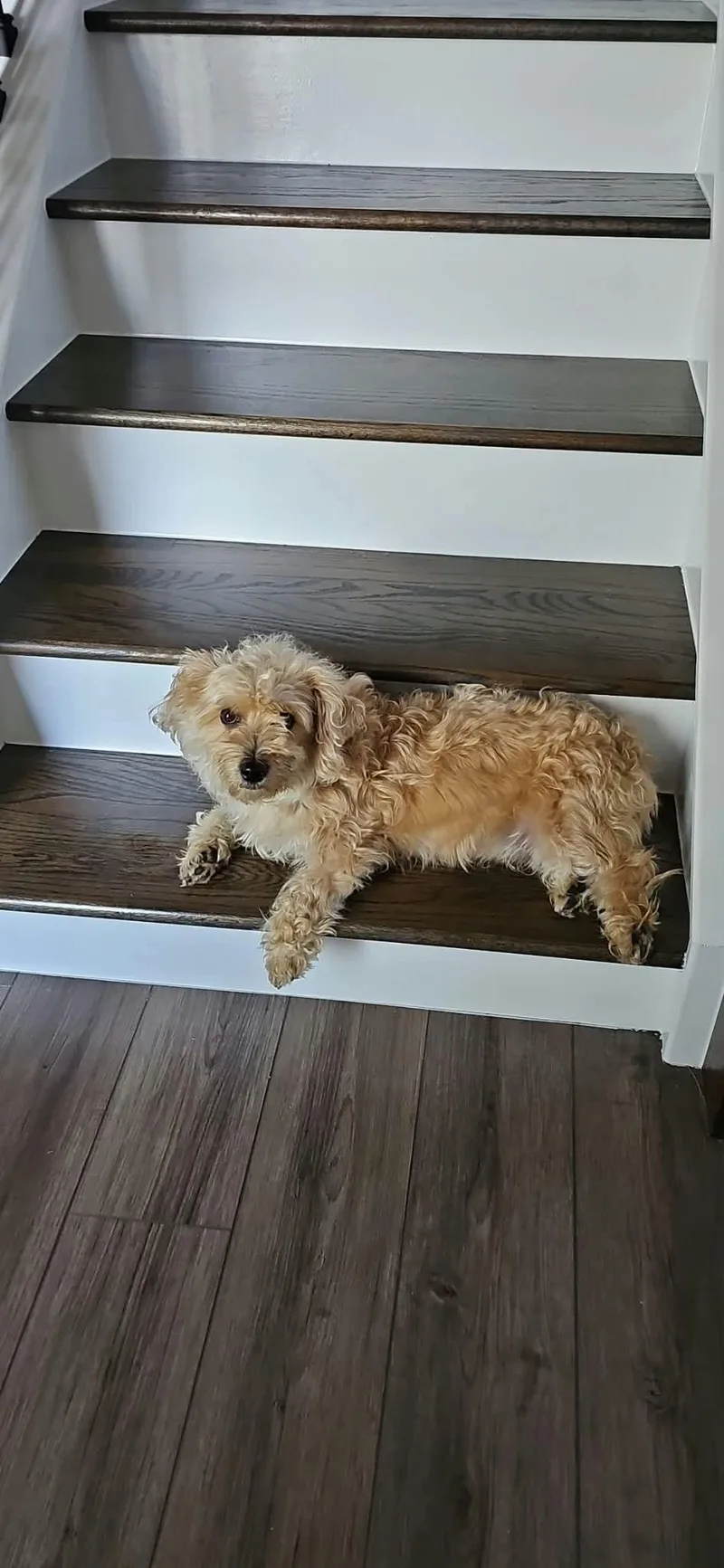 Snickers thumbnail 2
