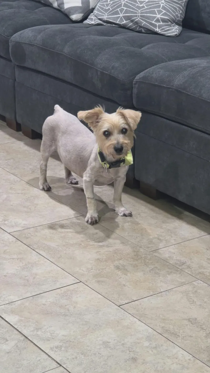 Snickers thumbnail 3