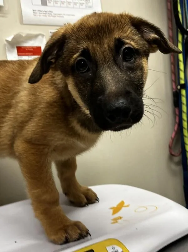 A baby large-sized female German Shepherd Dog dog named Francine for adoption in El Cajon, CA