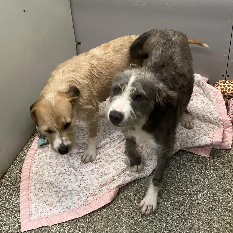 A young medium-sized male Apricot / Beige Terrier dog named Colton & Winn Dixie for adoption in Parma, OH