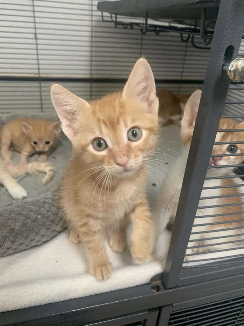 A baby medium-sized male Orange / Red Domestic Short Hair cat named Walnut for adoption in Sanford, FL