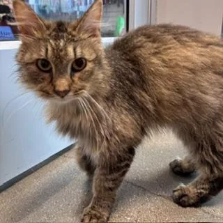 A young small-sized male Domestic Long Hair cat named Angus for adoption in Janesville, WI