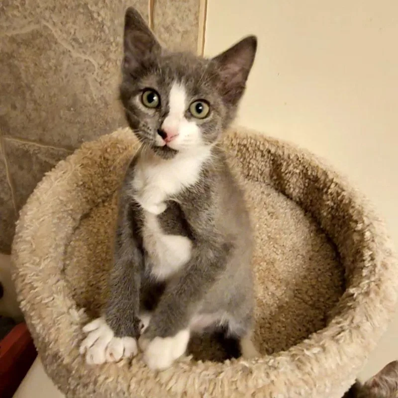A baby small-sized male Gray / Blue / Silver Domestic Short Hair cat named Blaze for adoption in Newport News, VA