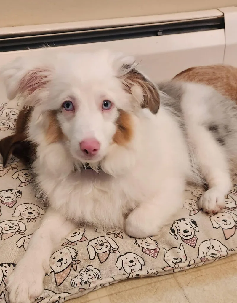 A baby medium-sized male Australian Shepherd dog named Radar for adoption in Schnecksville, PA