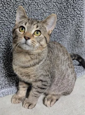 A young medium-sized male Tabby (Brown / Chocolate) Domestic Short Hair cat named Toastie for adoption in Little Falls, MN
