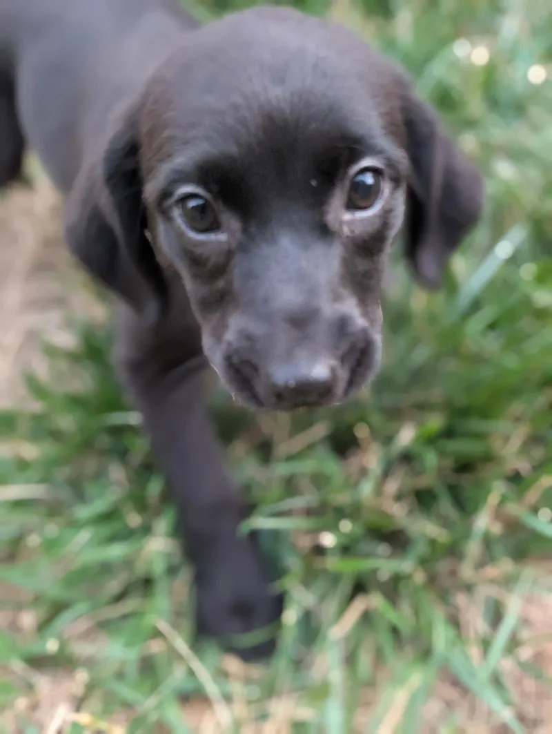 A baby large-sized female Labrador Retriever dog named Fate Life of for adoption in Holly Springs, NC
