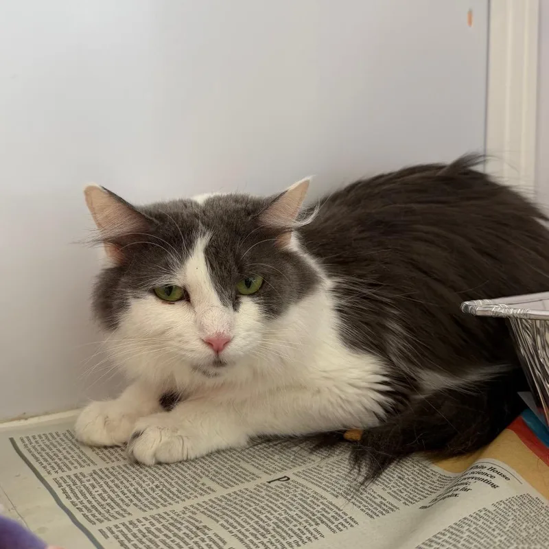 An adult medium-sized female White Domestic Long Hair cat named Silvie for adoption in Chicago, IL