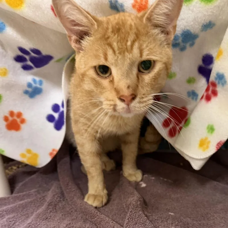 An adult medium-sized male Domestic Short Hair cat named MONTStray for adoption in Perkiomenville, PA