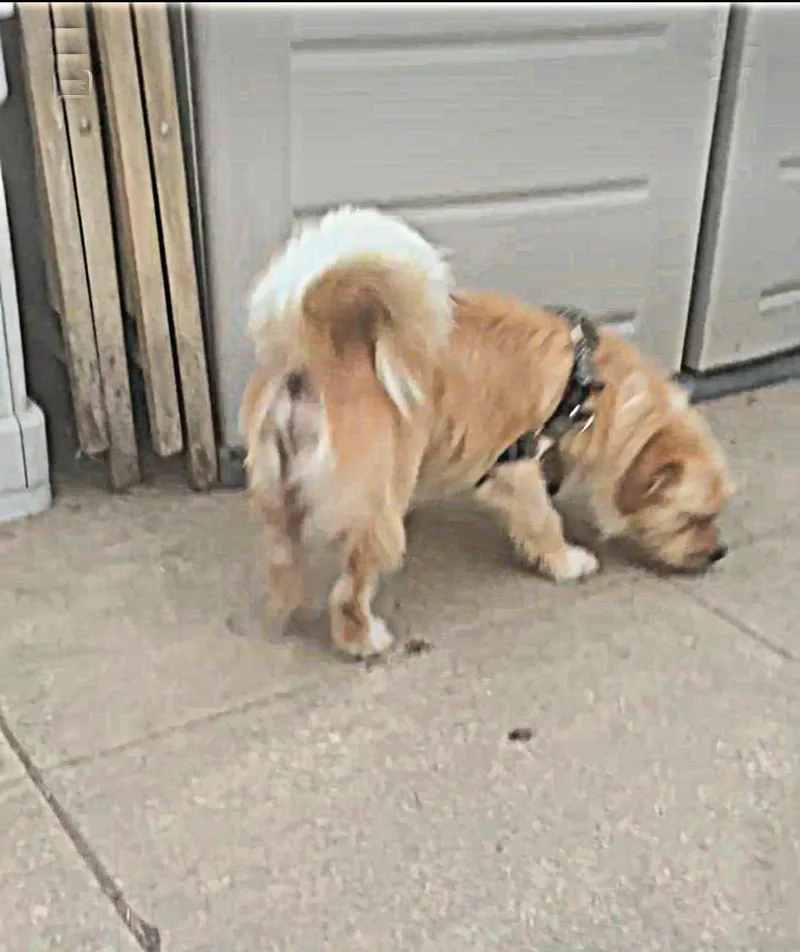 Rufus Is Very Mellow thumbnail 2