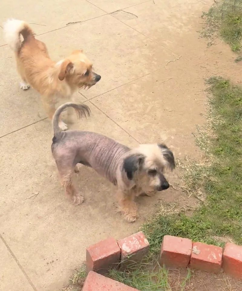 Rufus Is Very Mellow thumbnail 3