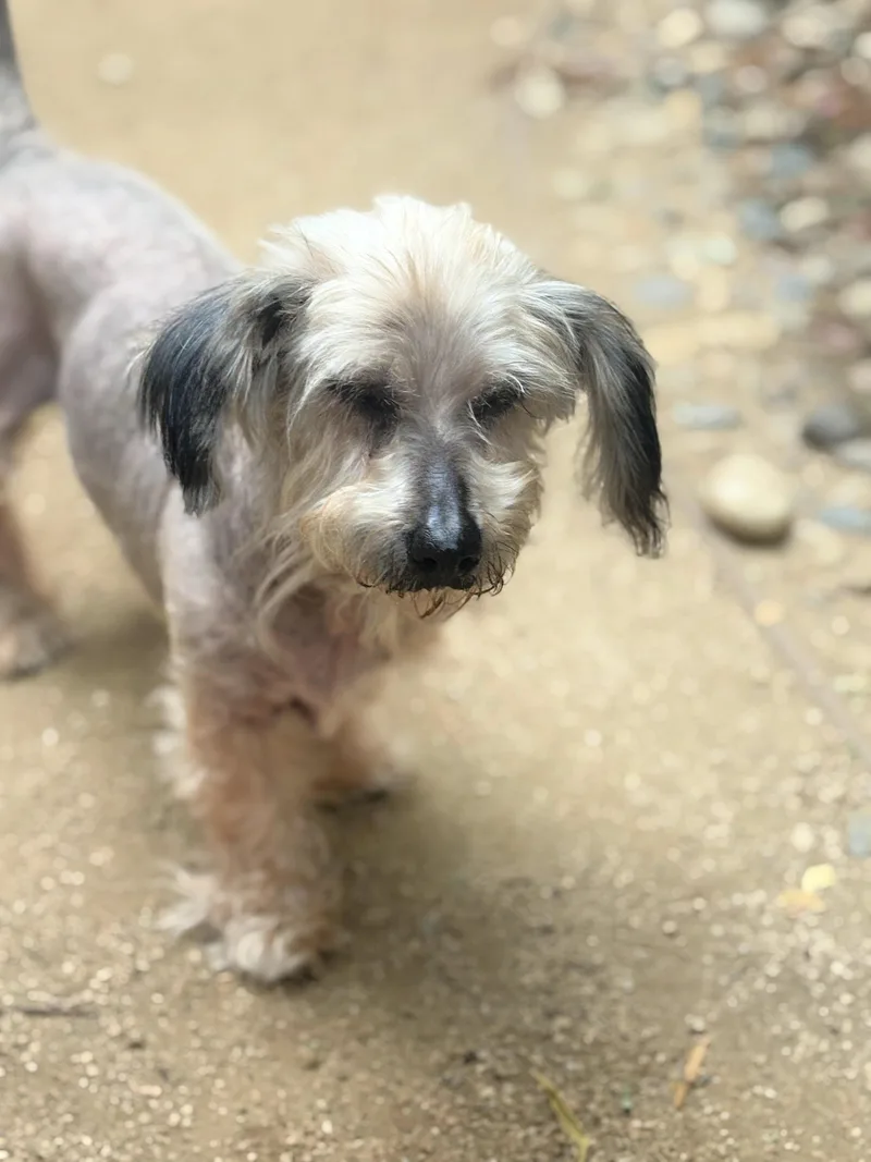 Rufus Is Very Mellow thumbnail 4