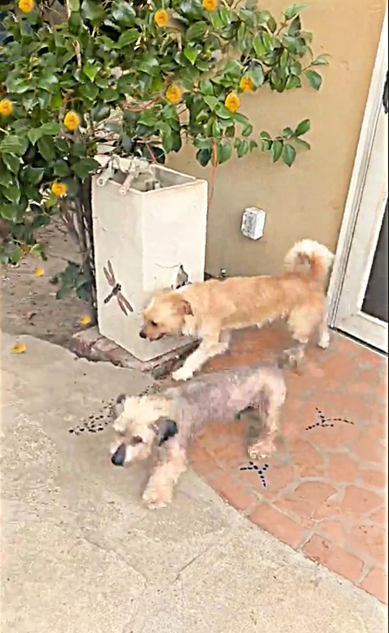 Rufus Is Very Mellow thumbnail 6