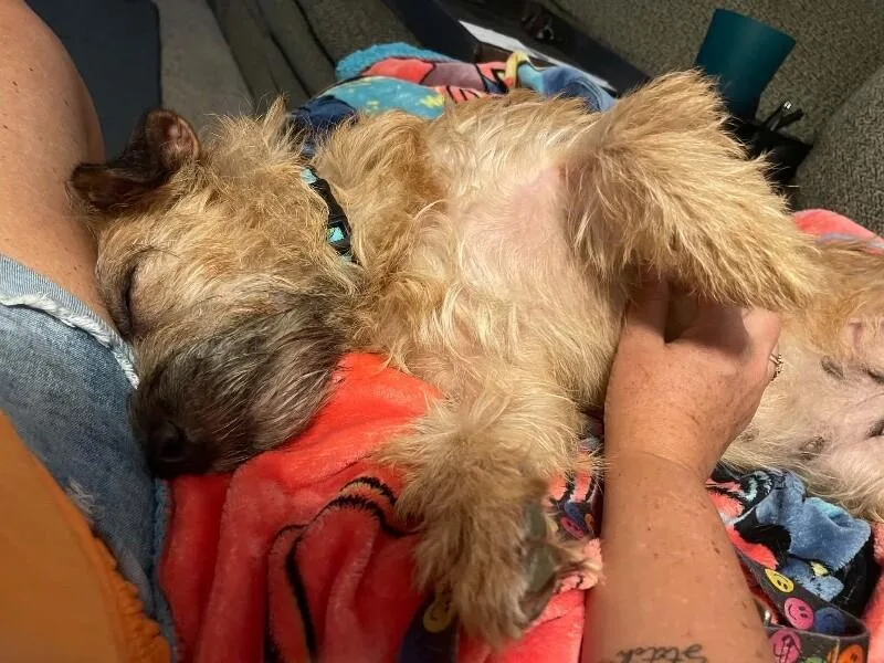 An adult small-sized female Border Terrier dog named Century for adoption in Windsor, CO