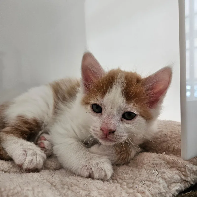 Butterbeer thumbnail 2