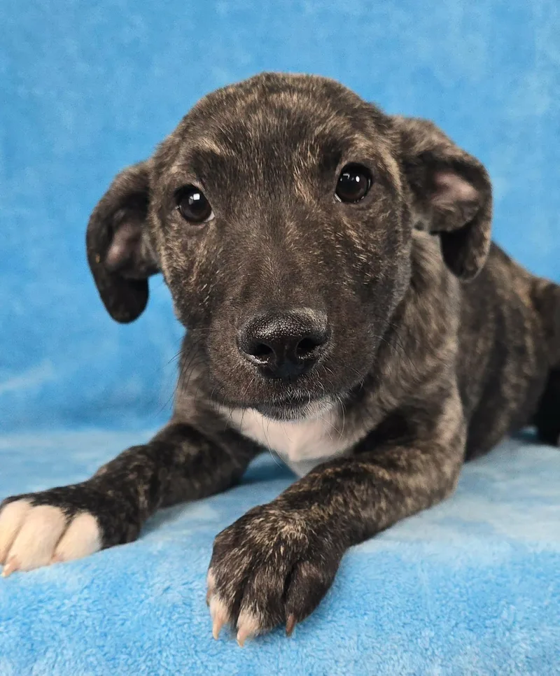 A baby medium-sized female Brindle Hound dog named Tiznow for adoption in Newport, TN