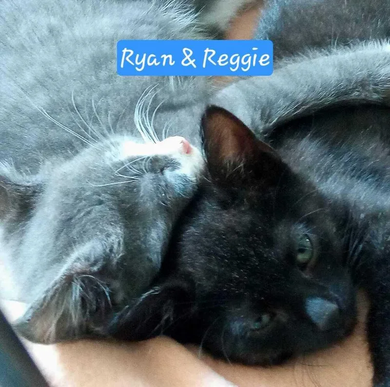 A baby small-sized male Gray / Blue / Silver Domestic Short Hair cat named Ryan and Reggie for adoption in Jessup, MD