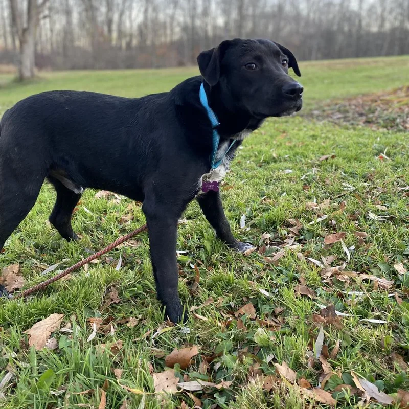 Phillie~graduated From Pawsinprison.