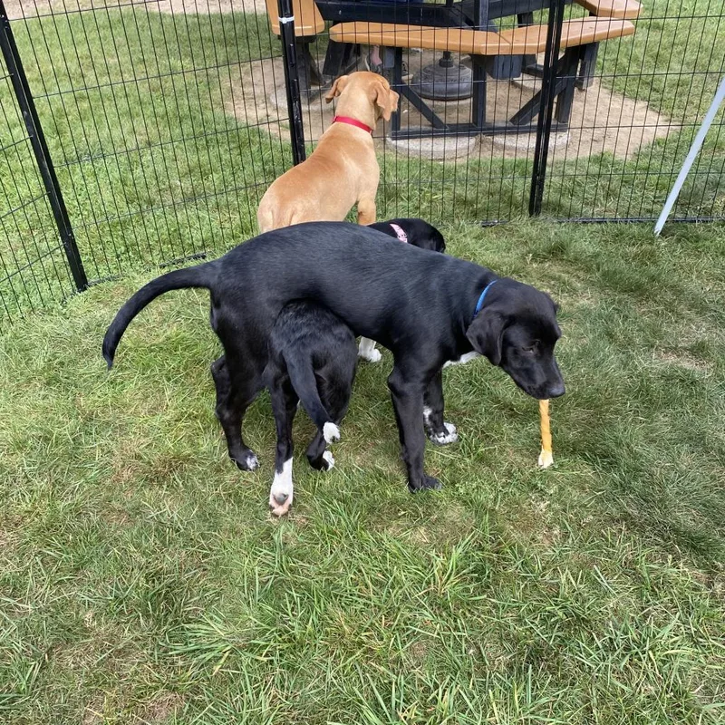 Phillie~graduated From Pawsinprison. thumbnail 3