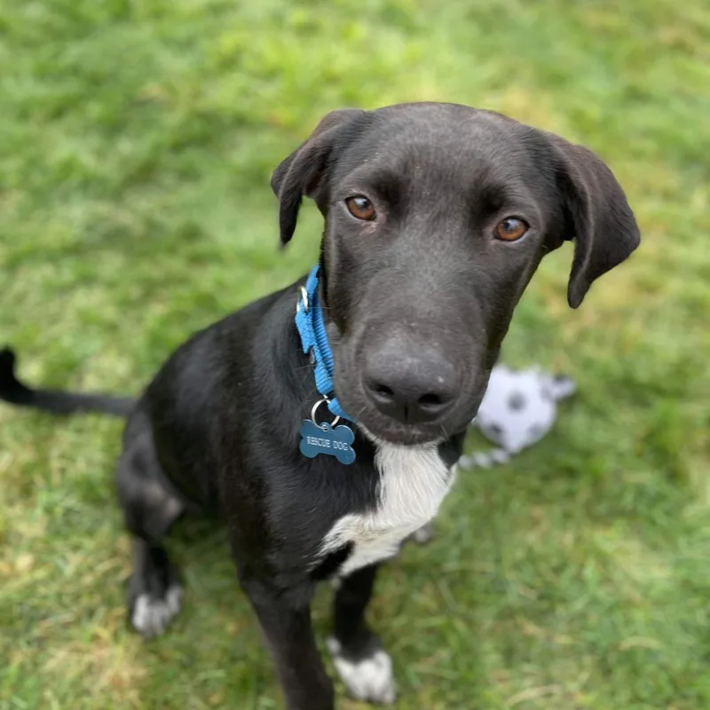 Phillie~graduated From Pawsinprison. thumbnail 4