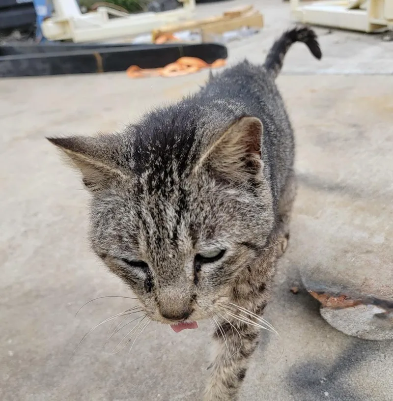 Pikatchu thumbnail 2