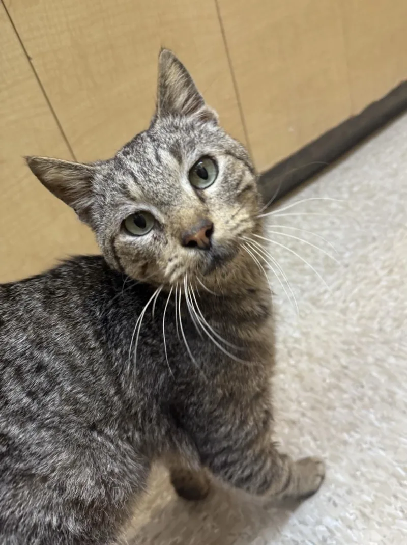A young medium-sized male Tabby (Brown / Chocolate) Domestic Short Hair cat named Pikatchu for adoption in Austin, TX