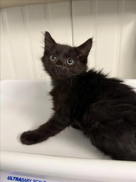 A baby small-sized male Black Domestic Medium Hair cat named Merlin for adoption in Woodland, CA
