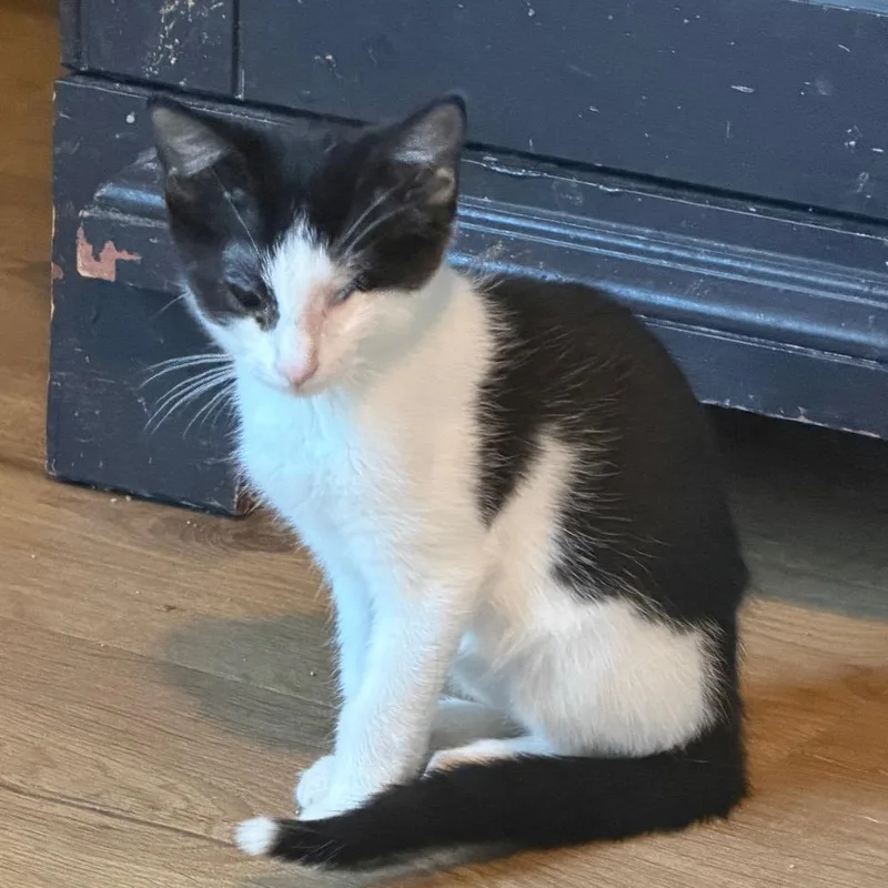 A baby small-sized male American Shorthair cat named Superman for adoption in mount vernon, AR
