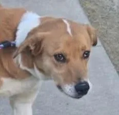 A young medium-sized female Mixed Breed dog named Sandy for adoption in Olean, NY