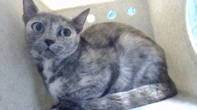 An adult medium-sized female Domestic Short Hair cat named Mama Mabel for adoption in Downey, CA