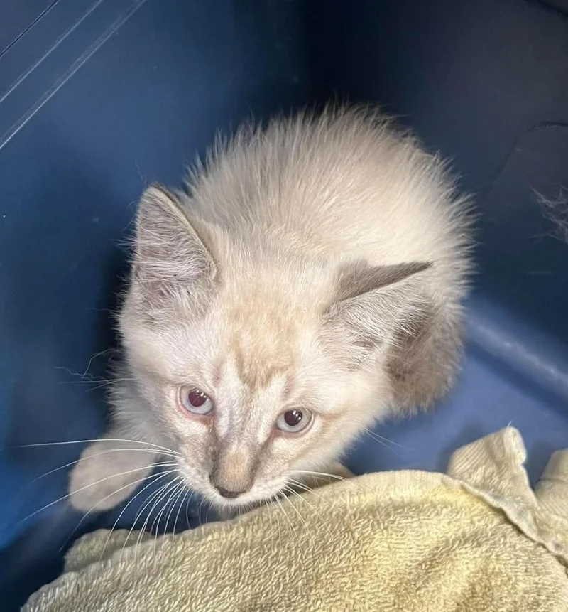 An adult small-sized male White Domestic Medium Hair cat named Daemon for adoption in Rockwall, TX
