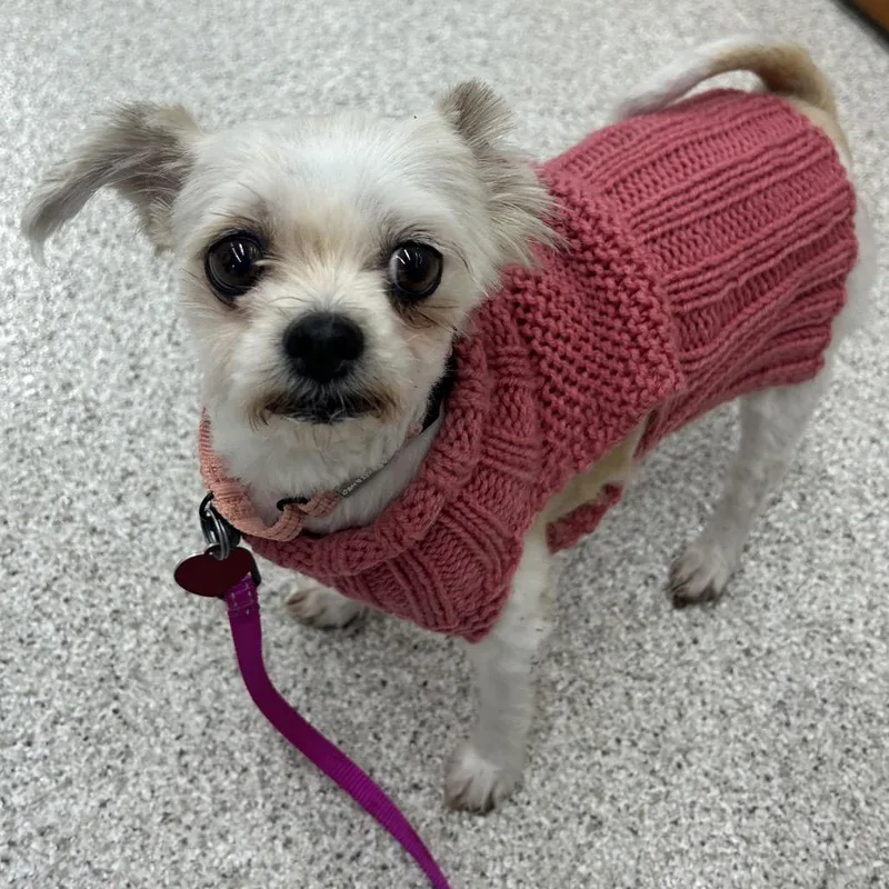 An adult small-sized female Shih Tzu dog named Gladys for adoption in Point Richmond, CA