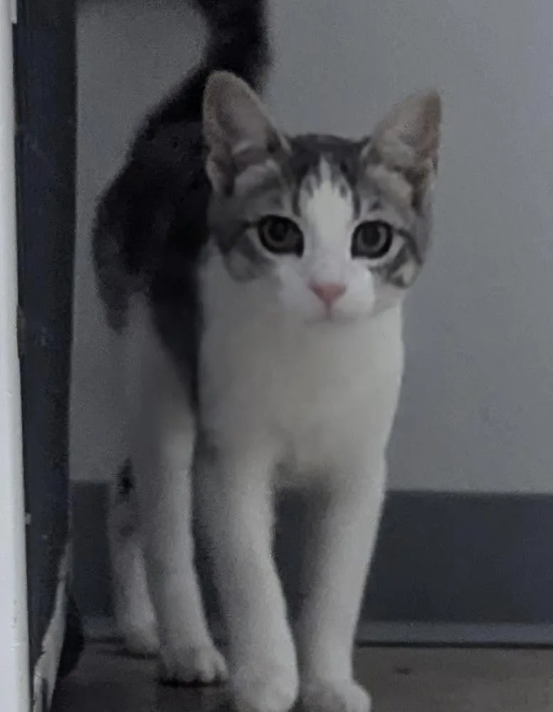 A young small-sized male Gray & White Domestic Short Hair cat named Four for adoption in Fort Madison, IA