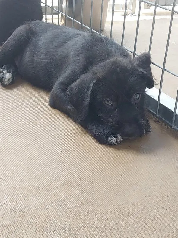 A baby small-sized male Terrier dog named Tyrian for adoption in Cleveland, TN