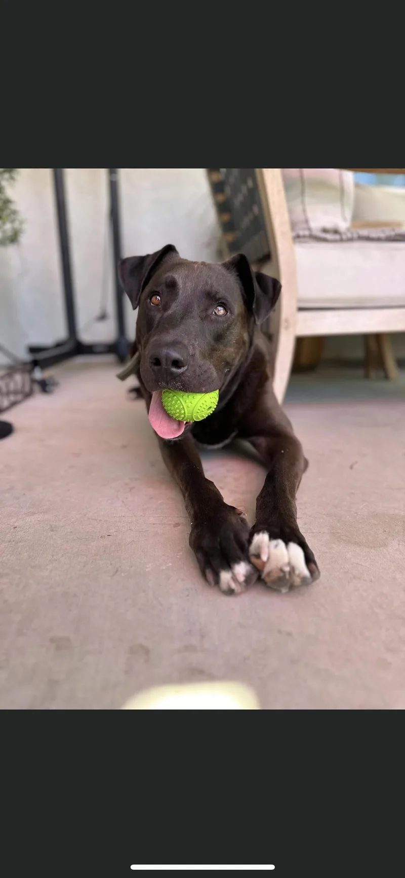 An adult large-sized male Black Labrador Retriever dog named David for adoption in Hamden, CT