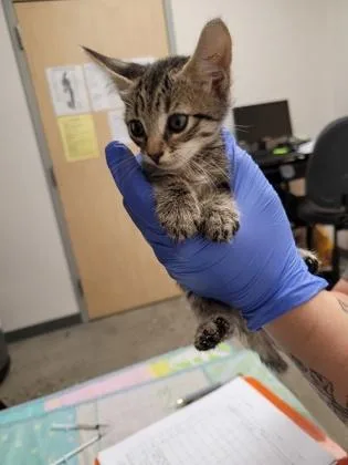 A baby small-sized male Domestic Short Hair cat named Sugar for adoption in Sacramento, CA