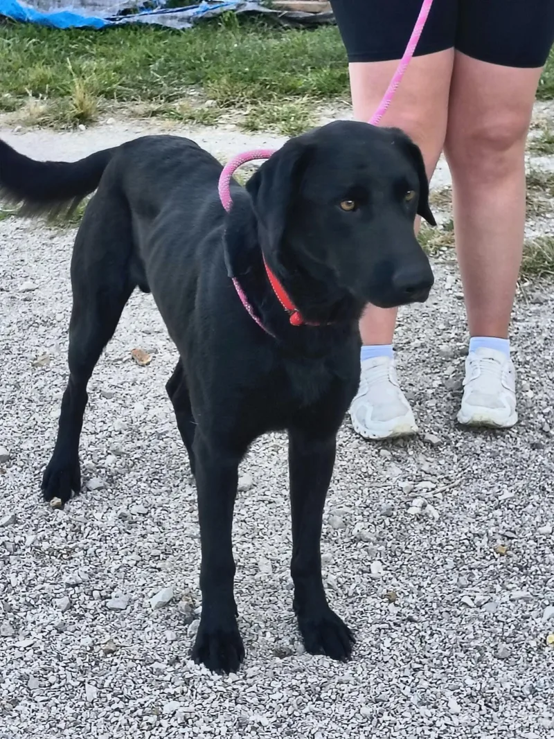 An adult large-sized male Black Labrador Retriever dog named Henry for adoption in Stover, MO