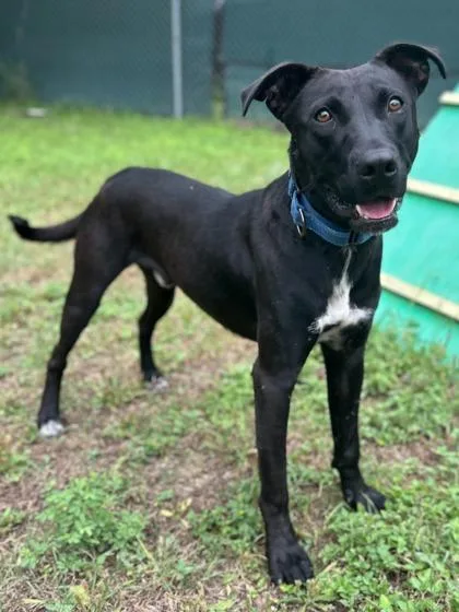 Rocksteady thumbnail 3