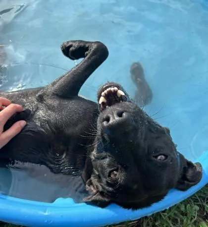 Rocksteady thumbnail 4