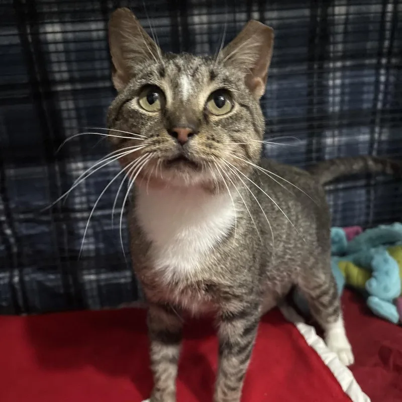 A young medium-sized male Brown / Chocolate Domestic Short Hair cat named Twenty for adoption in Naples, FL