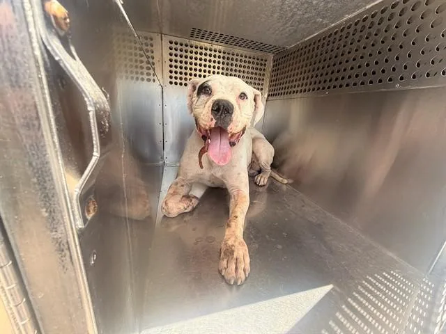 An adult large-sized male Pit Bull Terrier dog named Ravioli for adoption in Mesa, AZ