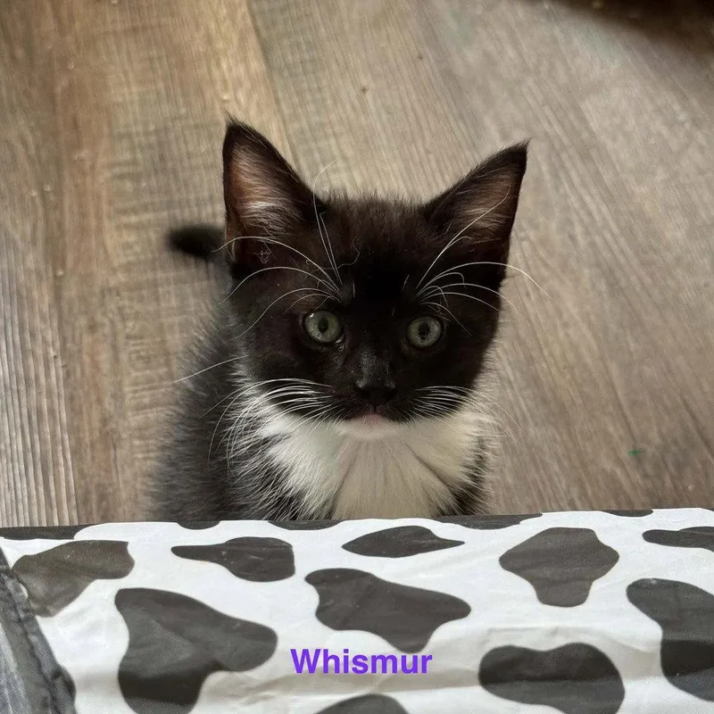 A baby medium-sized female Domestic Short Hair cat named Whismur for adoption in Candler, NC