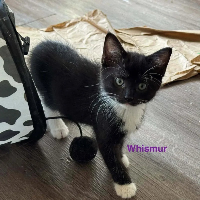 Whismur thumbnail 3