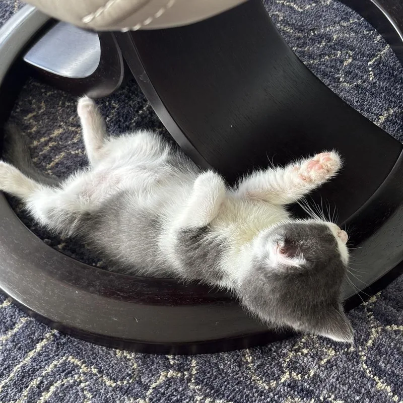 A baby small-sized female Gray / Blue / Silver Domestic Short Hair cat named Ethel for adoption in West Palm Beach, FL