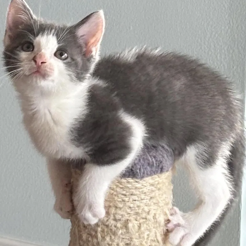 Ethel thumbnail 2