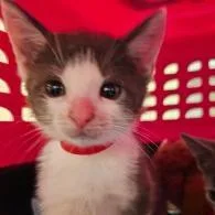 Ethel thumbnail 5